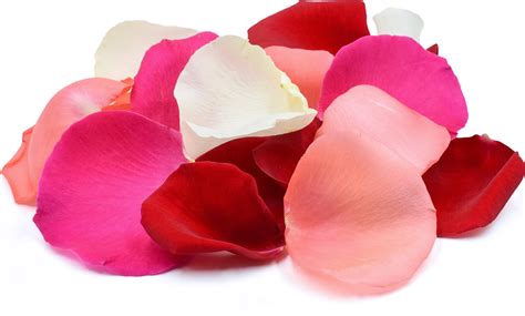 amazon flower petals